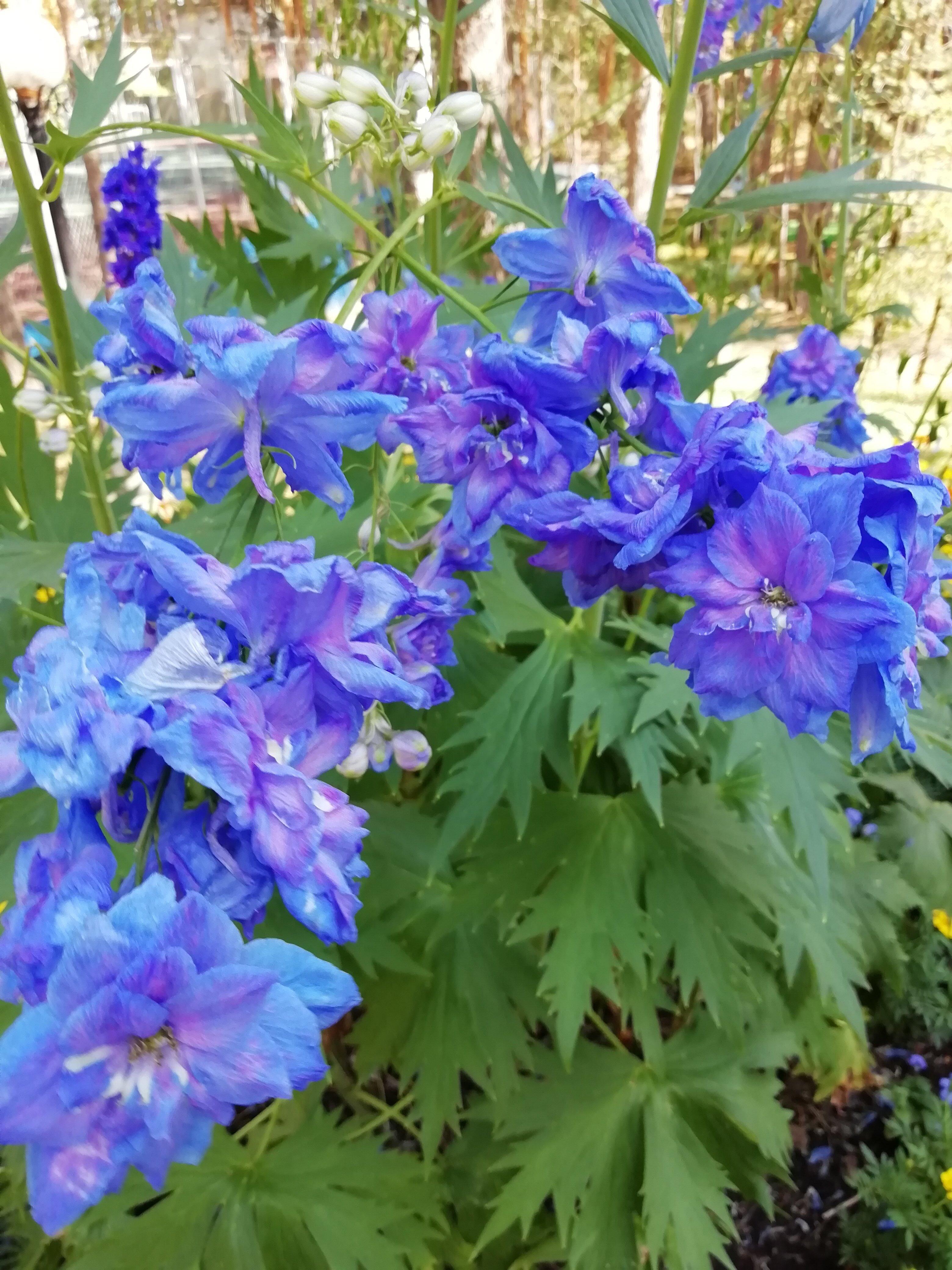 Фото Росинка