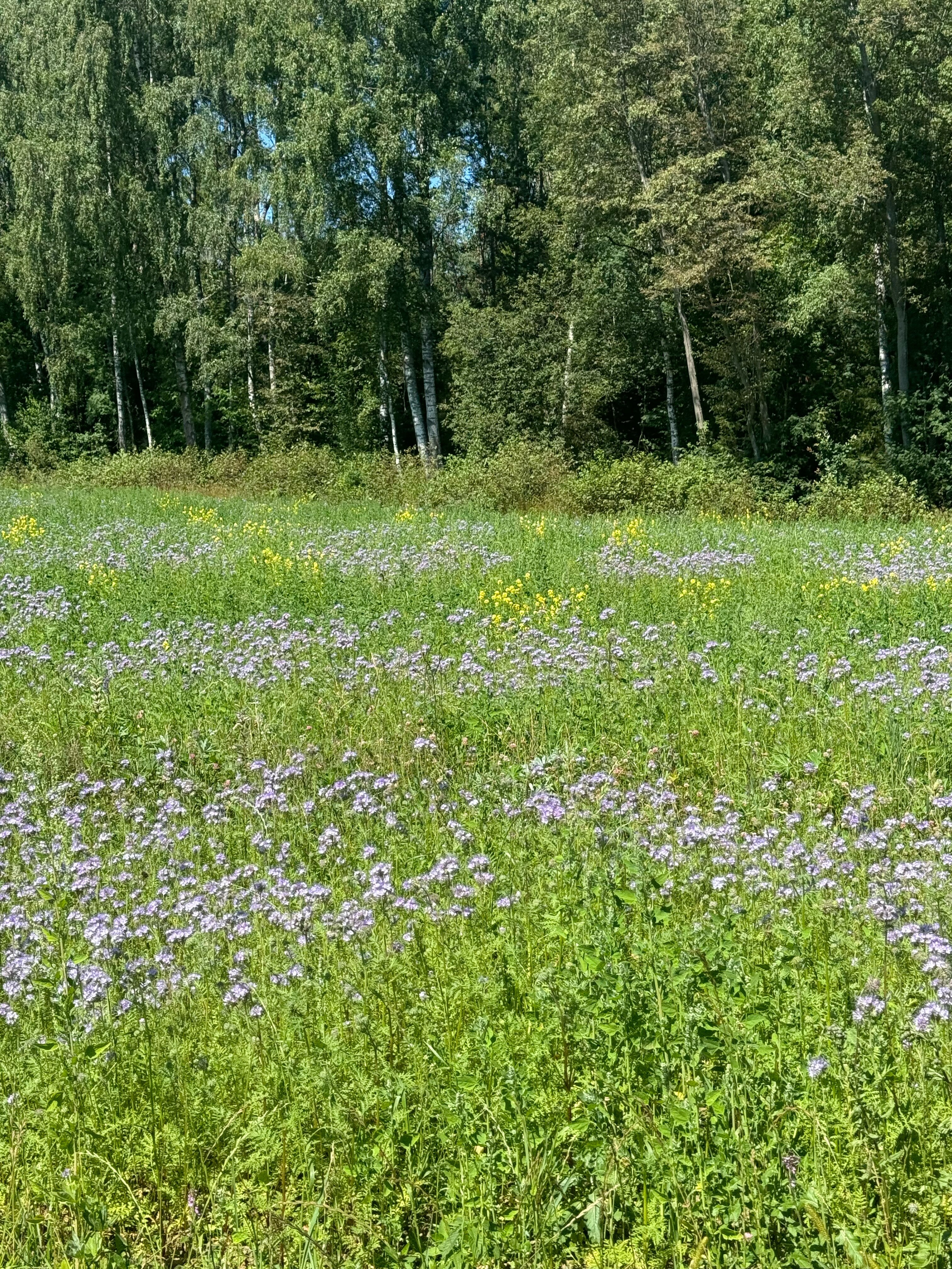 Фото Михайловское угодье