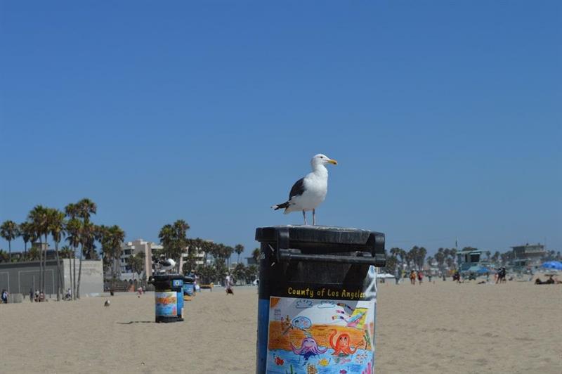 Фото Jolly Roger Hotel