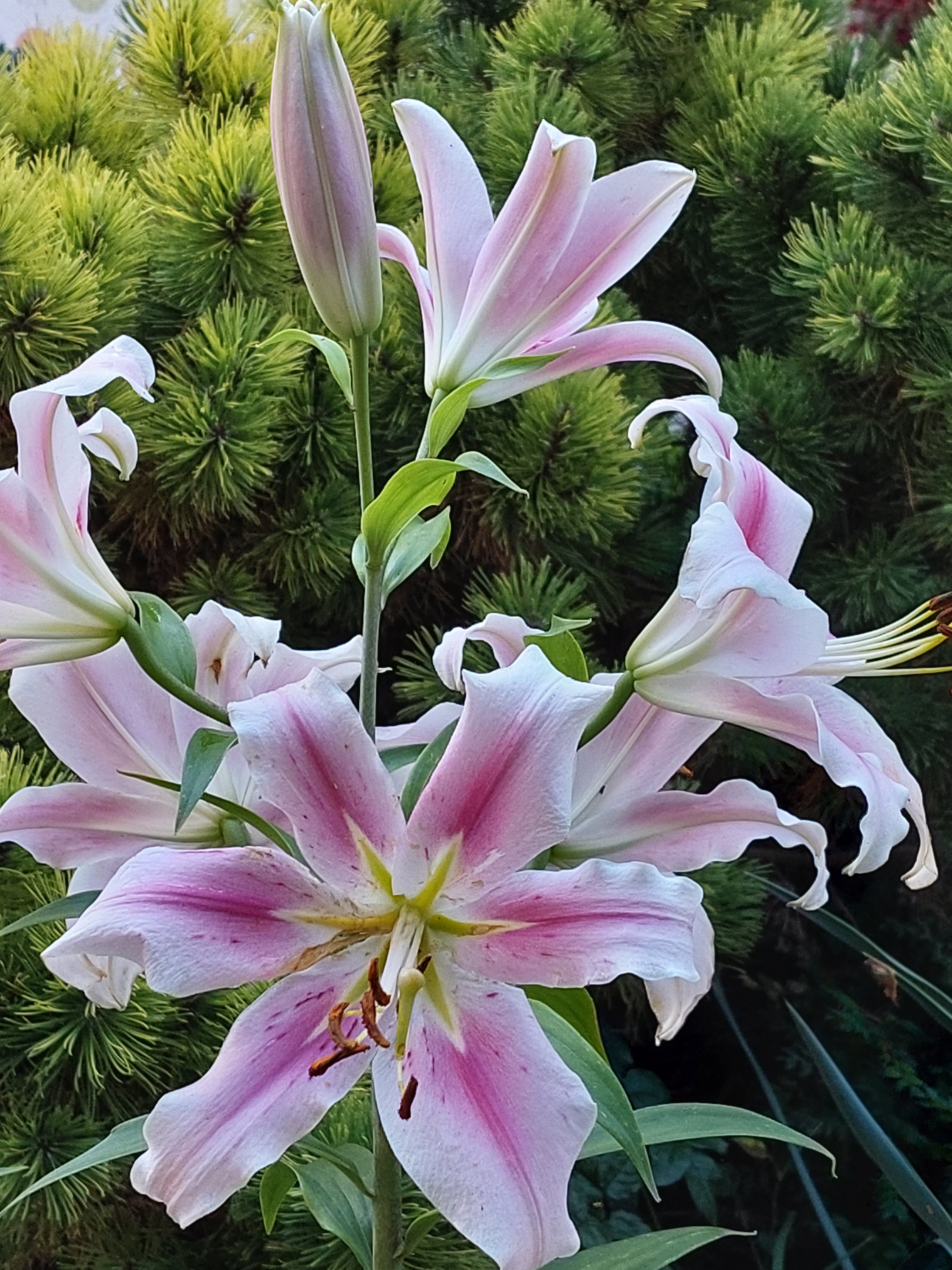 Фото Вилла Жасмин