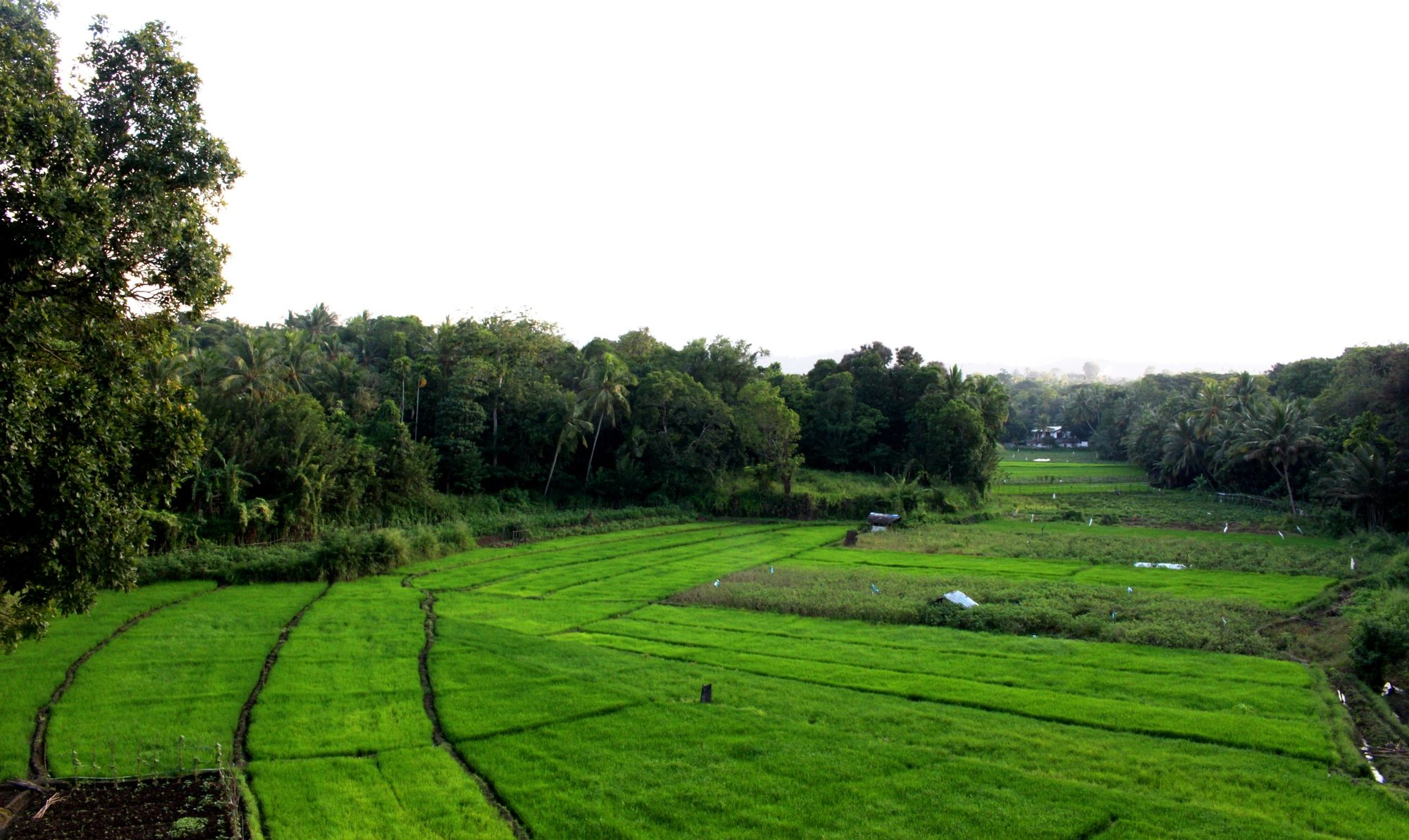 Фото Flower Seven Hotel