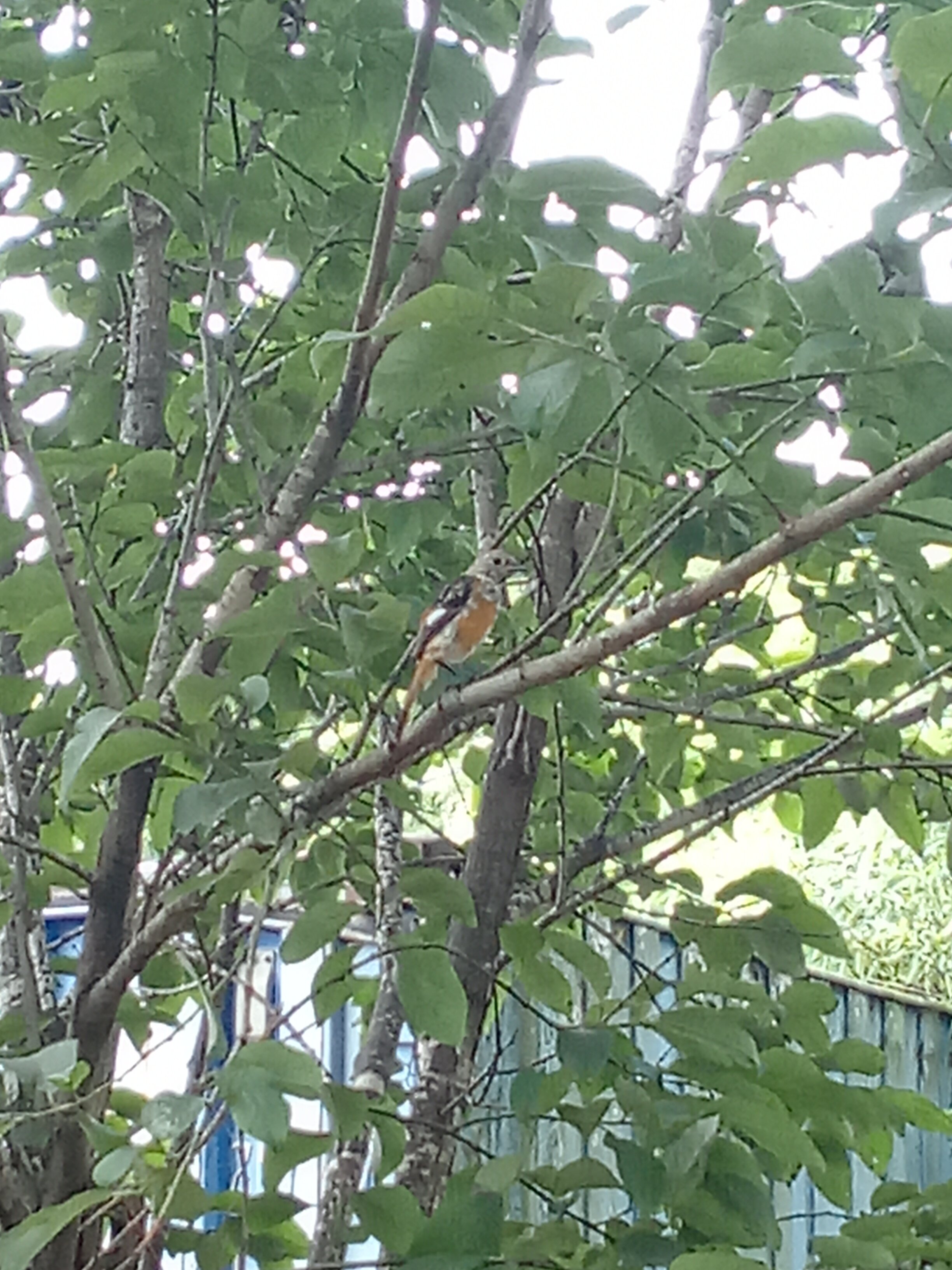 Фото Ковчег