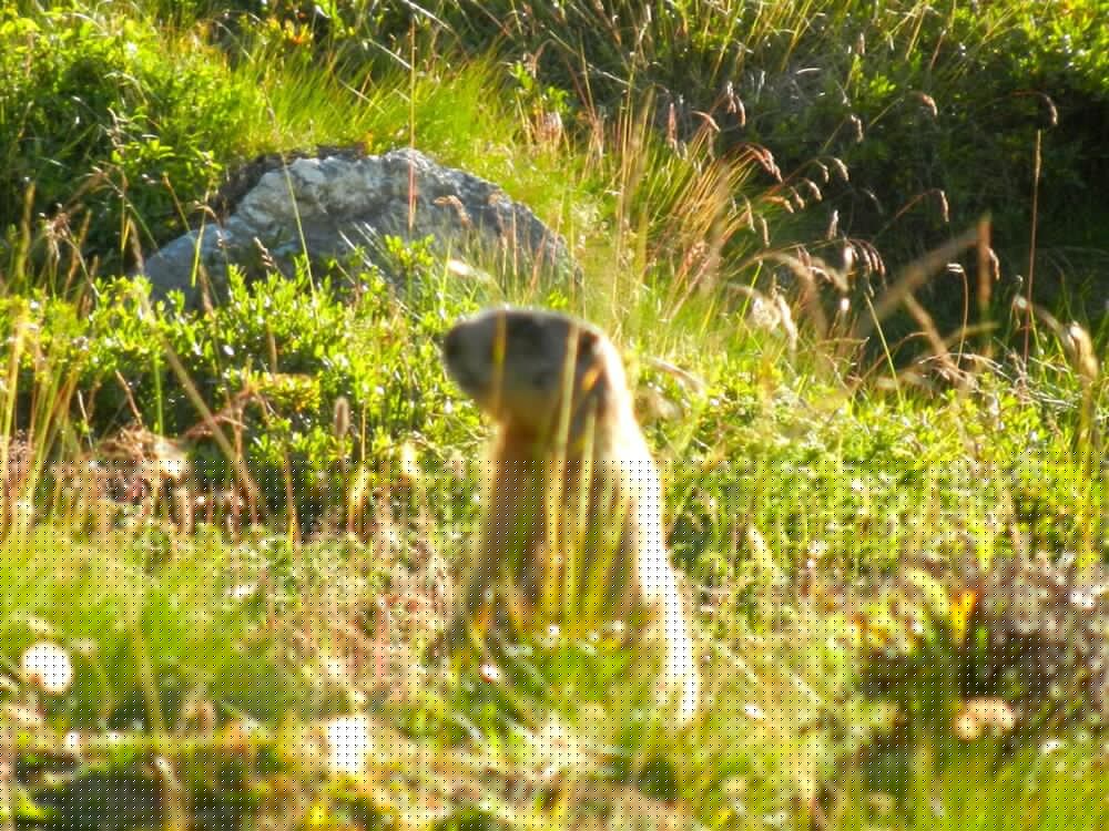 Фото Albergo Sciatori