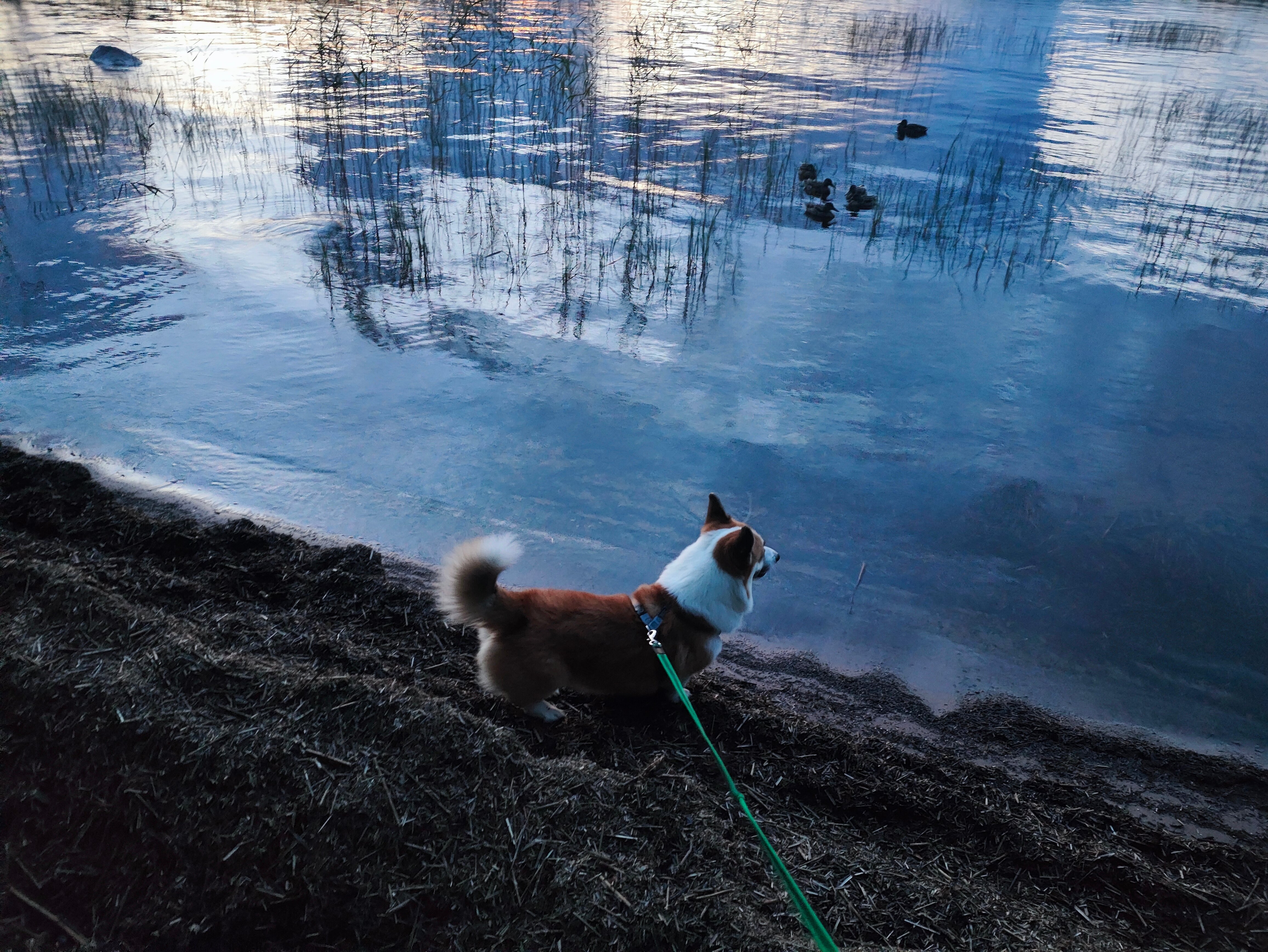 Фото Серебро Онеги