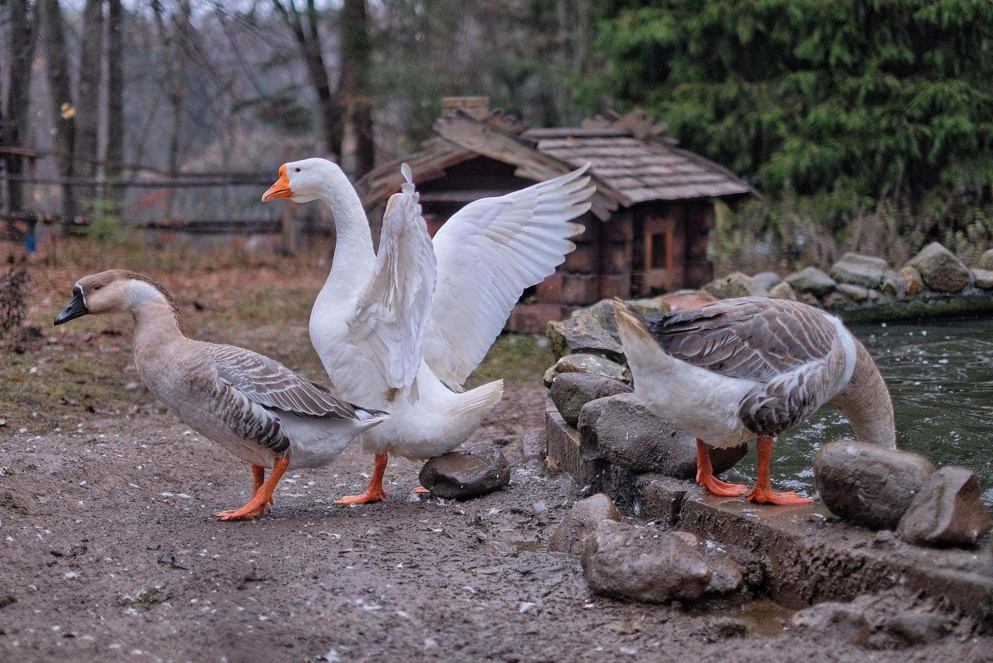 Фото ЭтноуСАДьба ЗдРАвоМыслящих