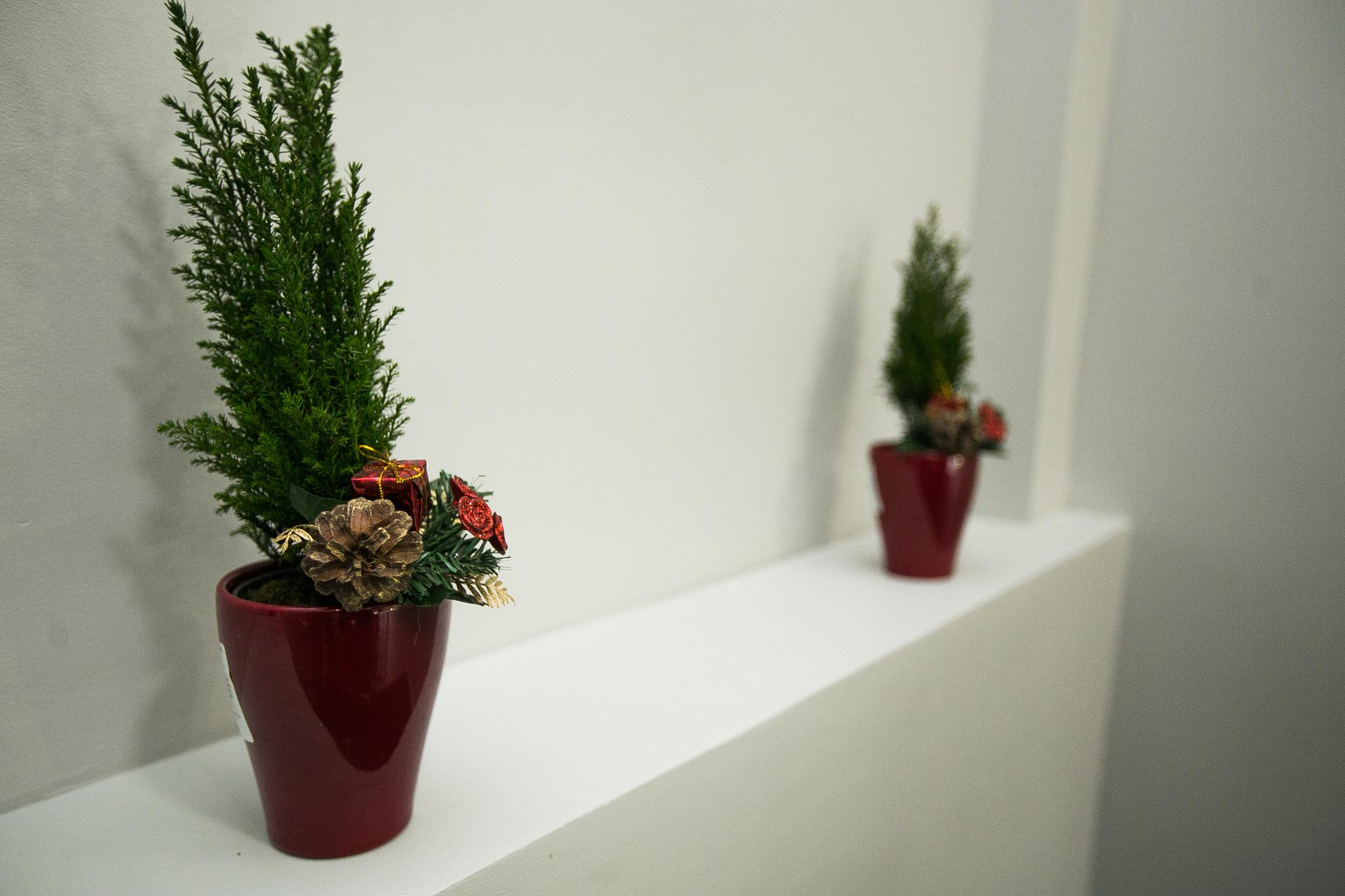 Фото Ханзер