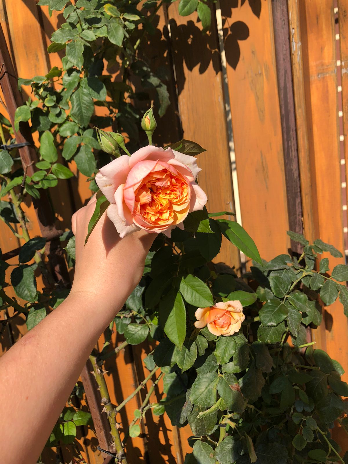 Фото Югория