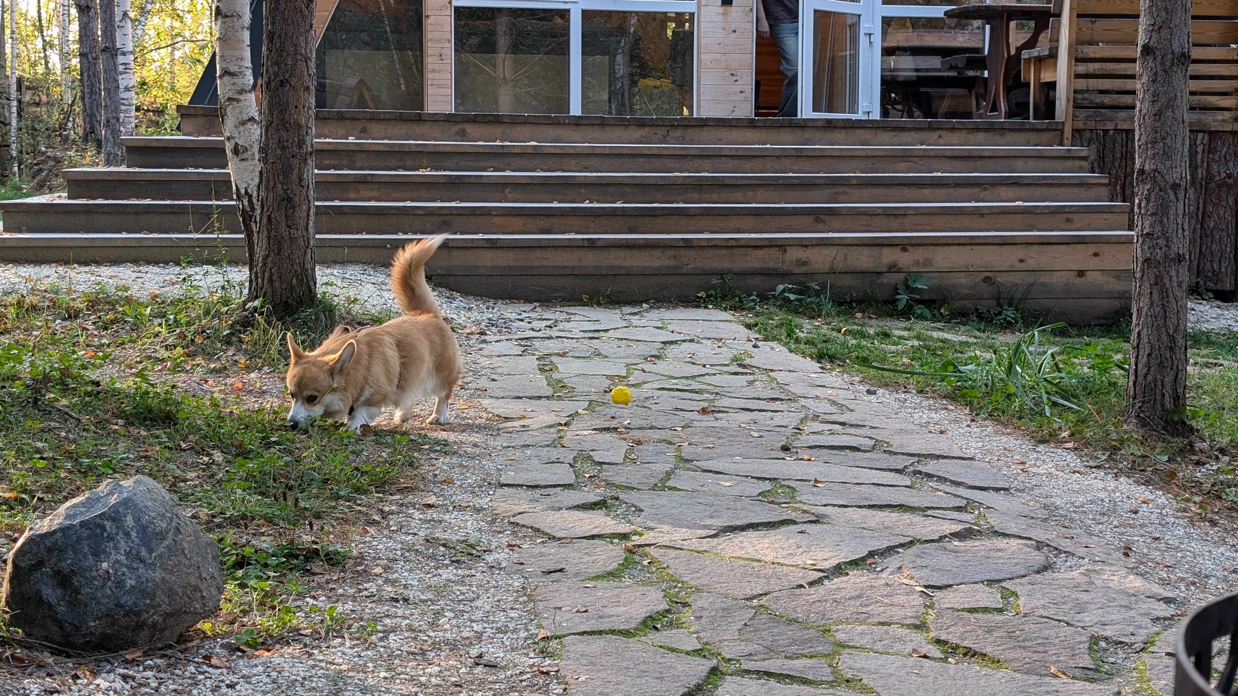 Фото Forest tale