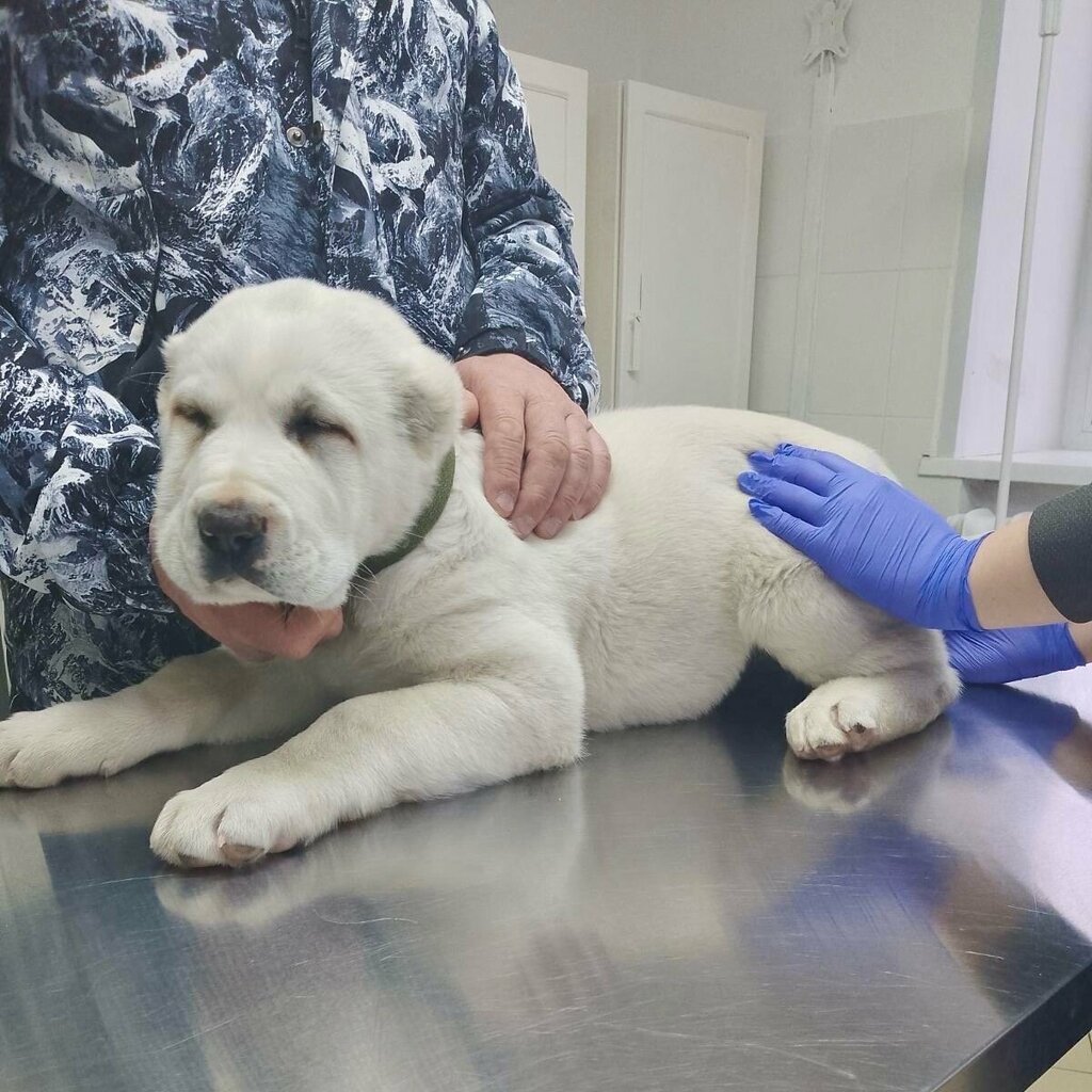 Veterinary clinic Vet Guffi, Izhevsk, photo