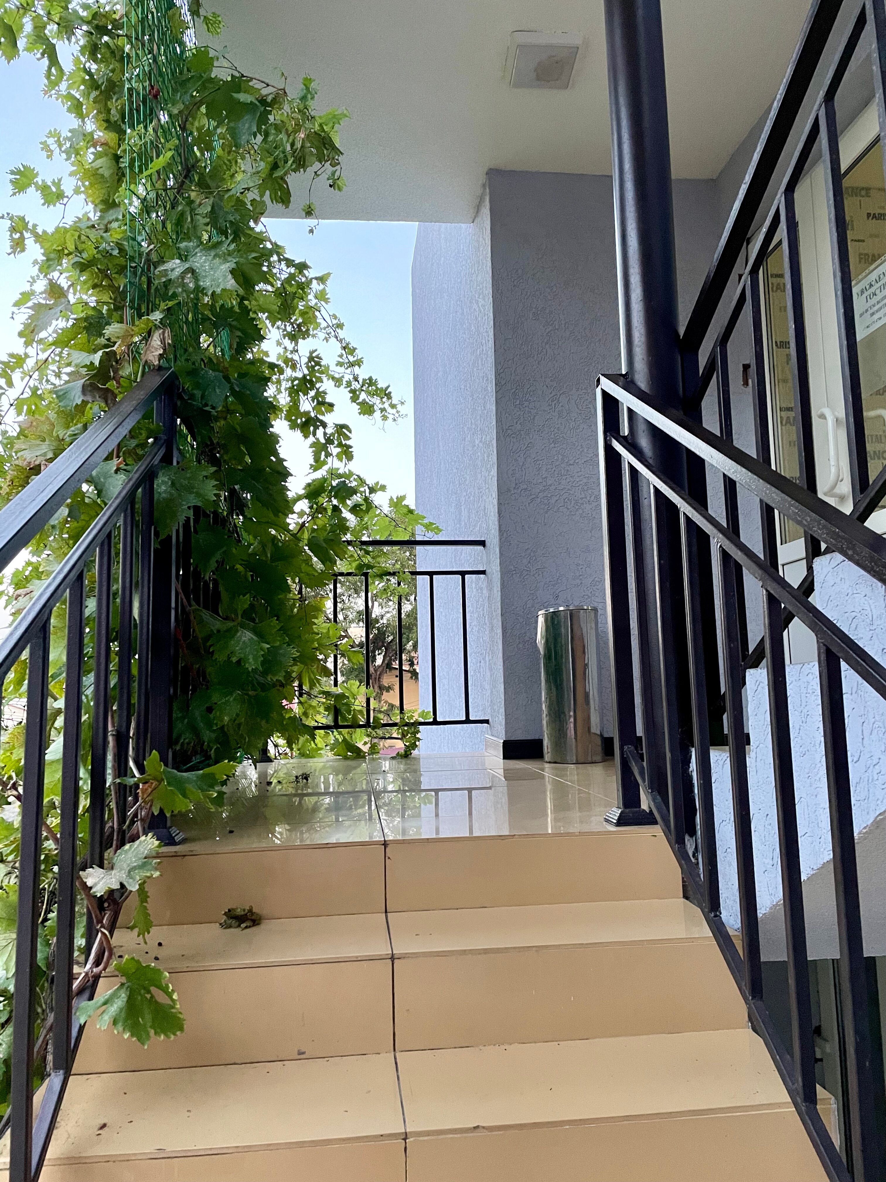 Фото Гиацинт