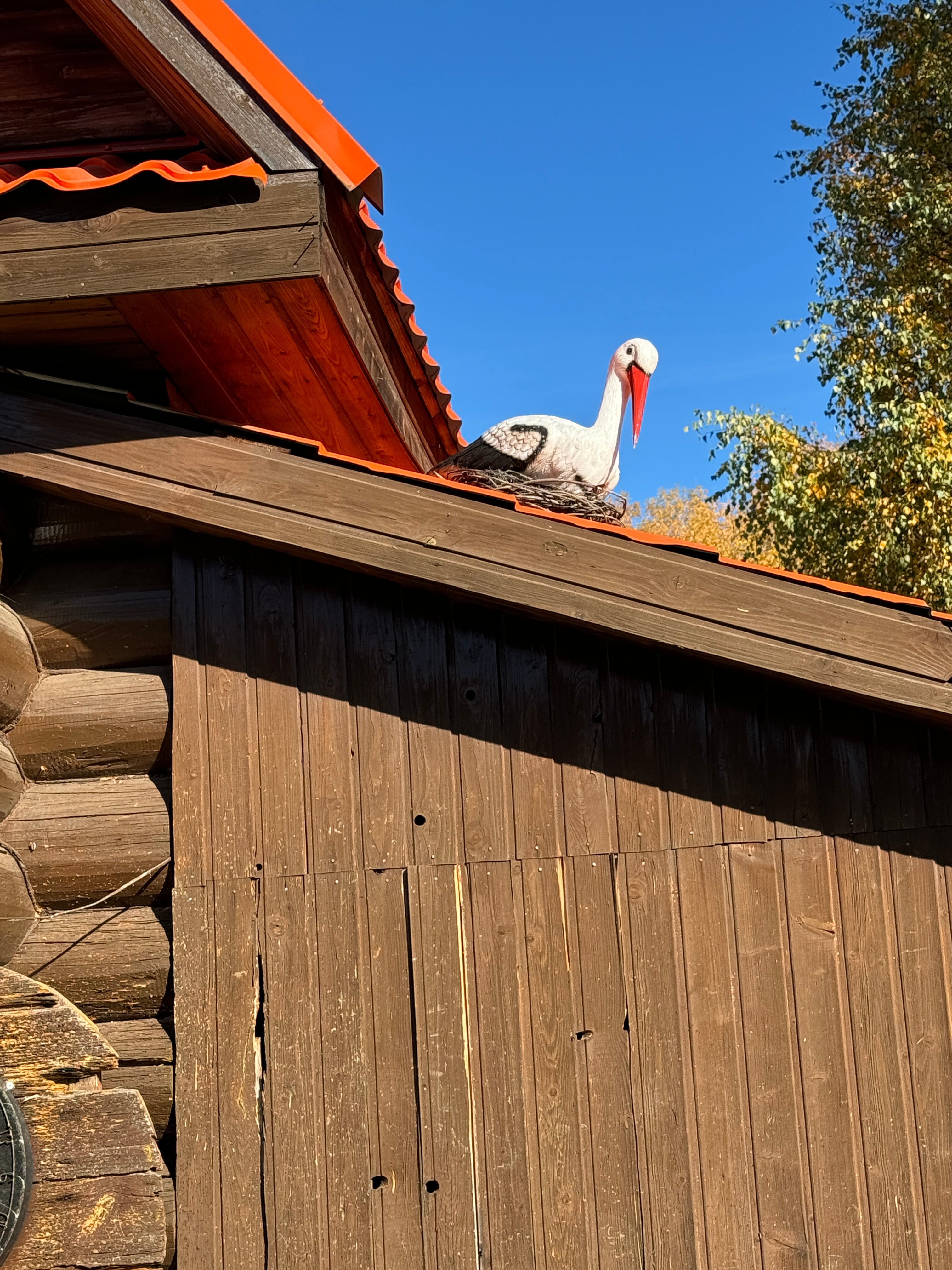 Фото Подсолнух