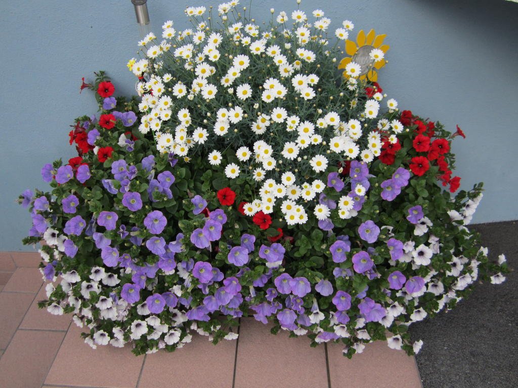 Фото Apart - Petra