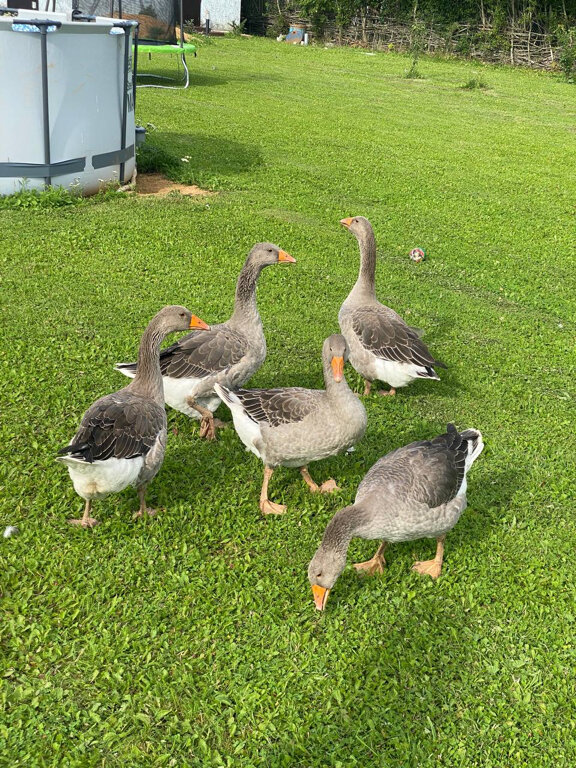 Фото Экоусадьба Зеленые Холмы