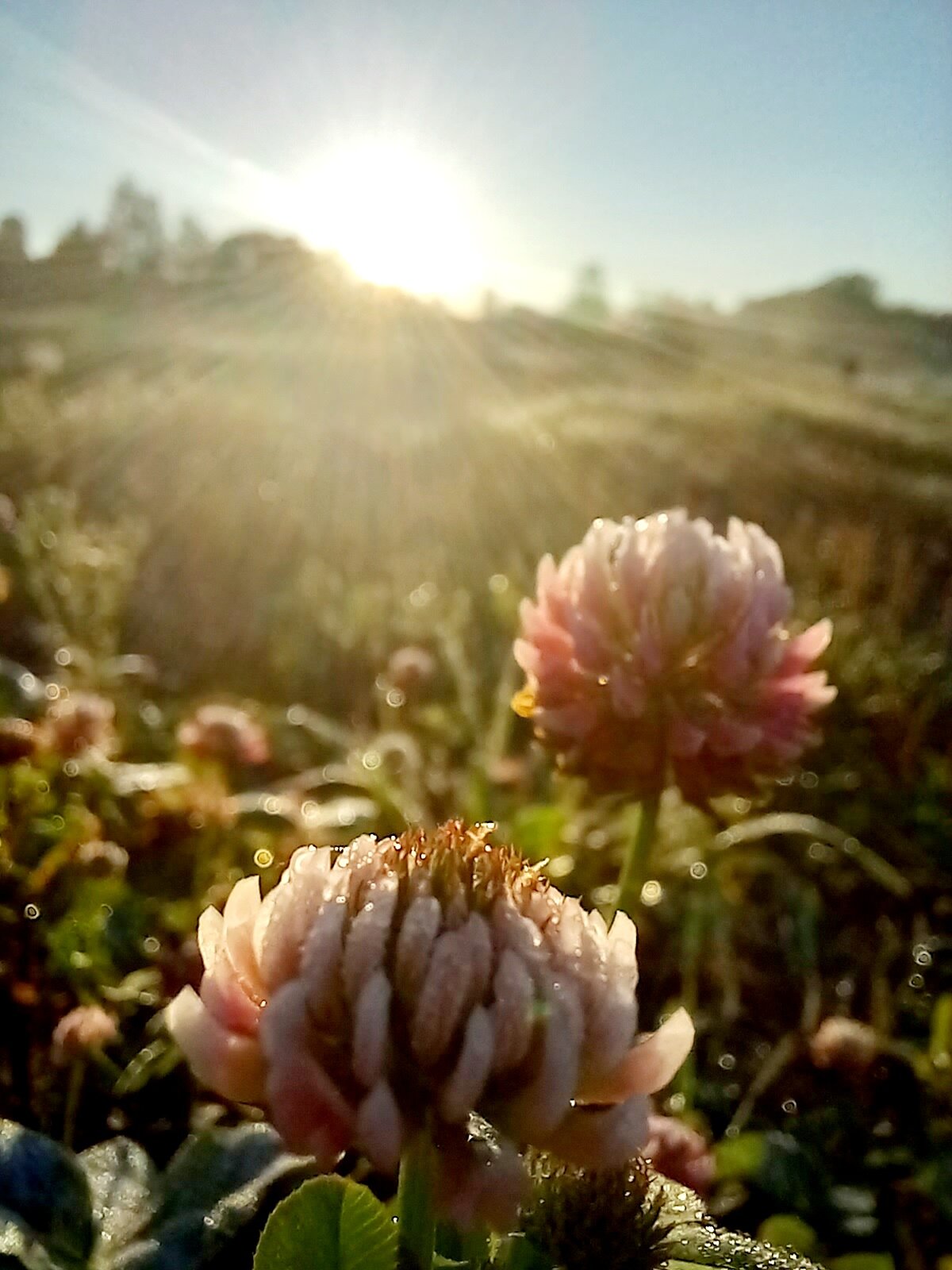 Фото Дворяновские пруды