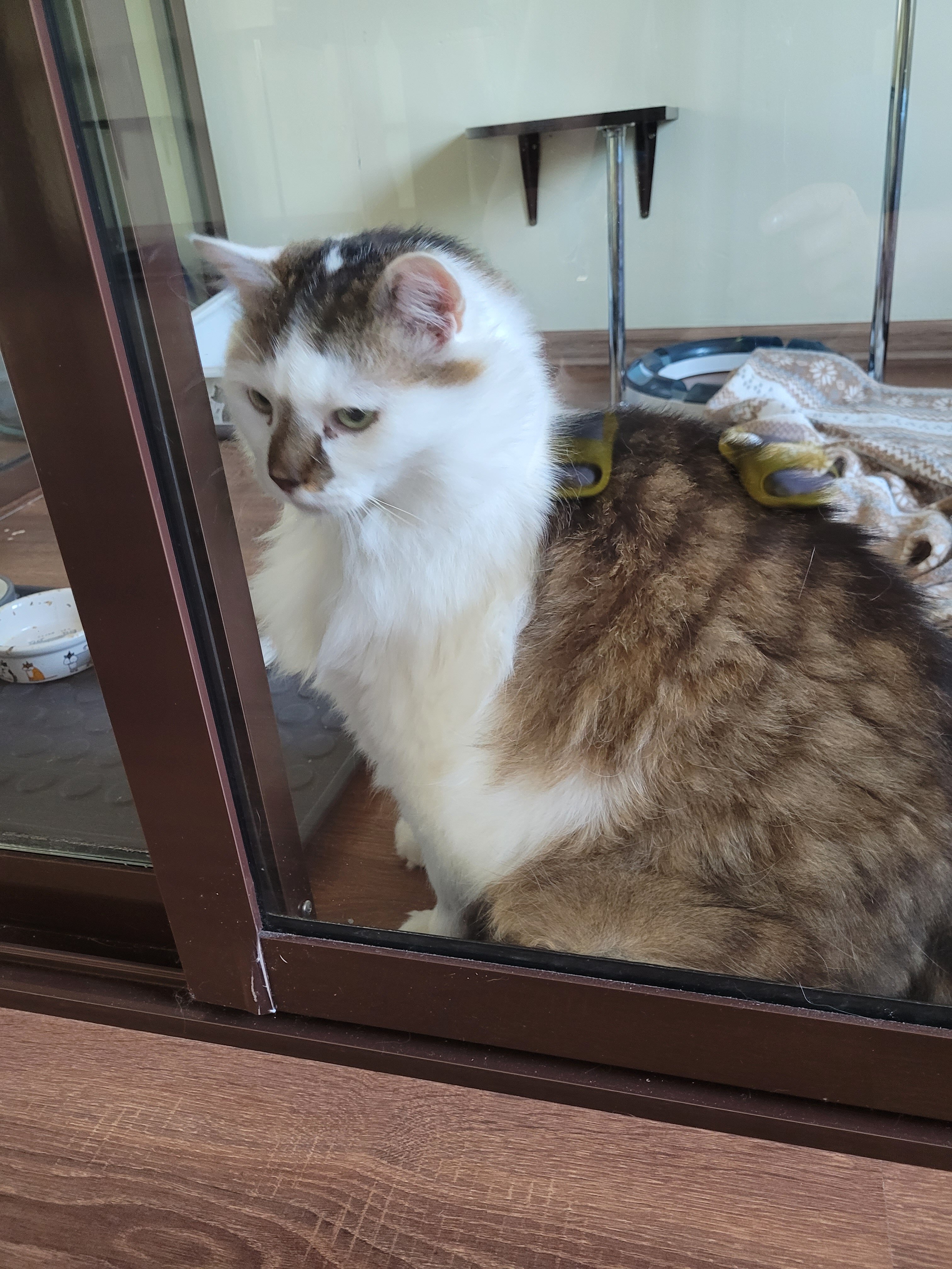 Фото Лауренция