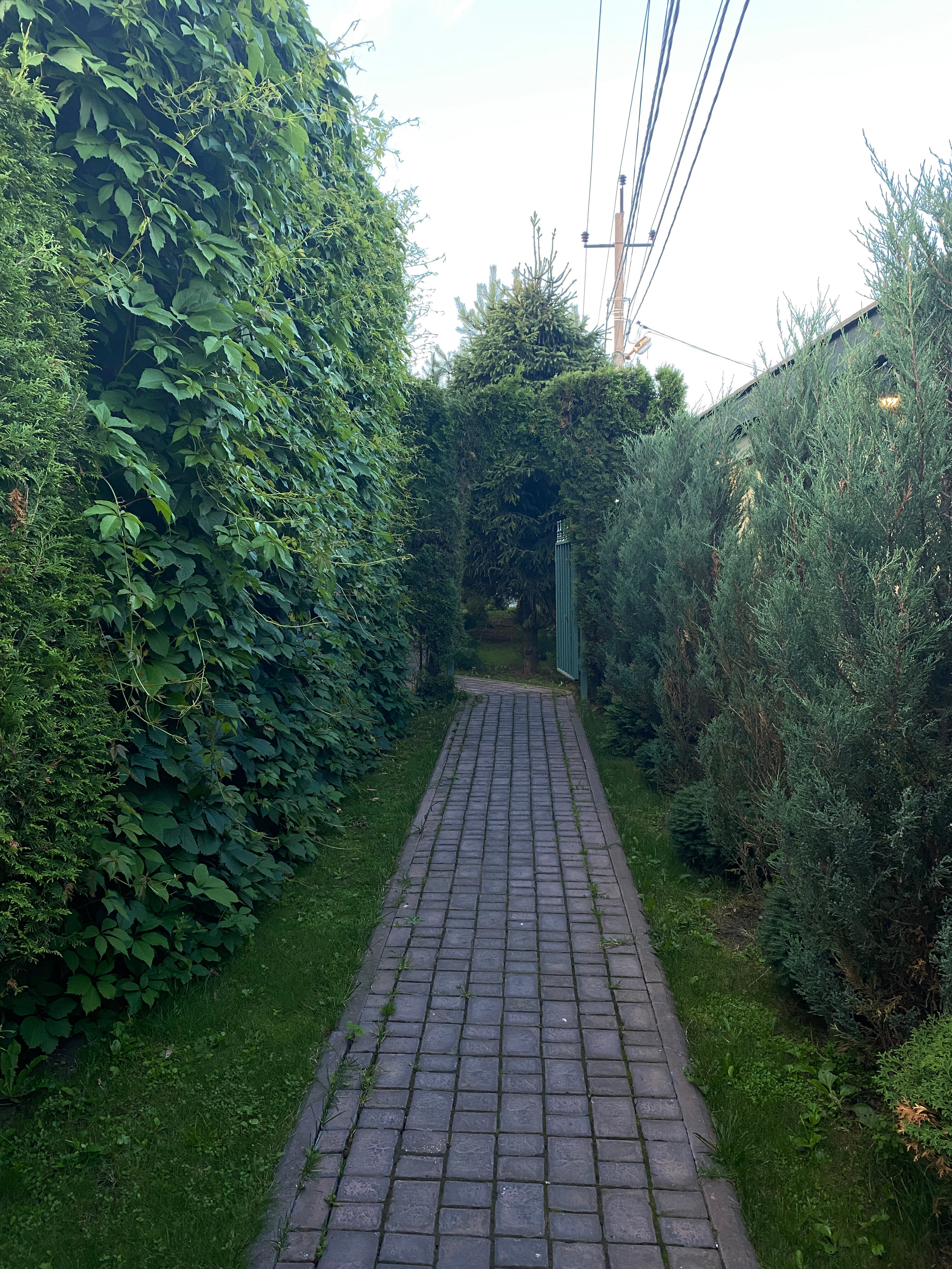 Фото Сытый Ежик