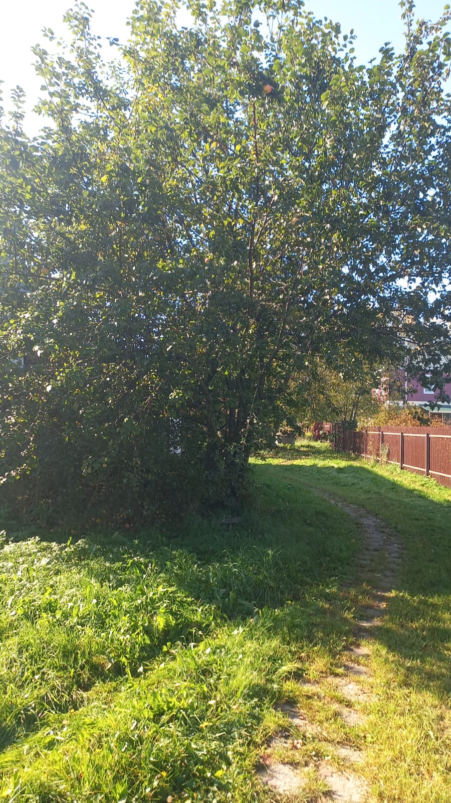 Фото Вьюлка