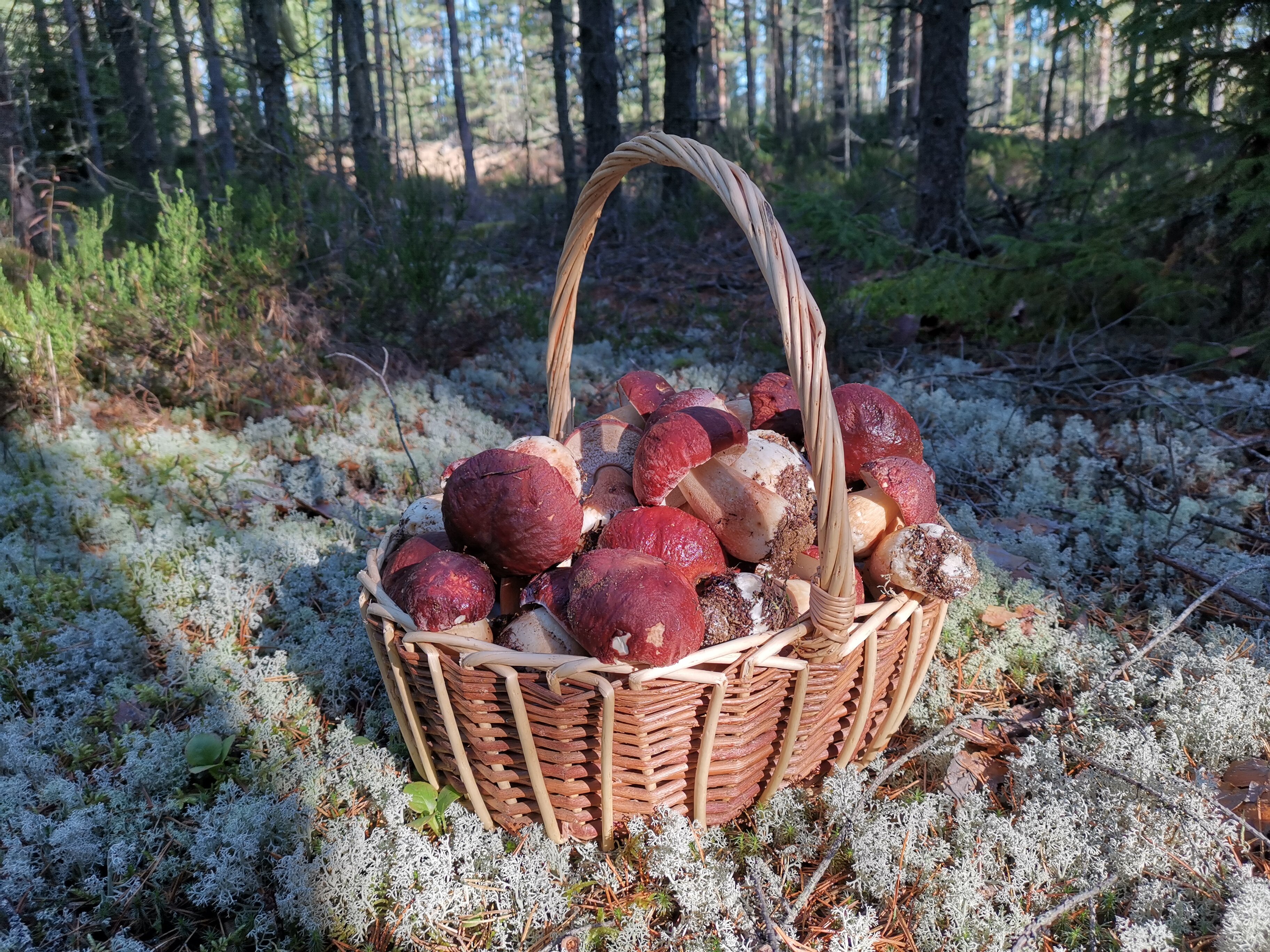 Фото Жемчужина Заонежья