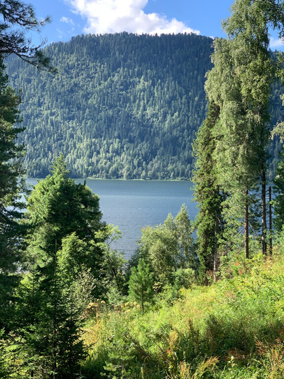 Фото Forest Glamp