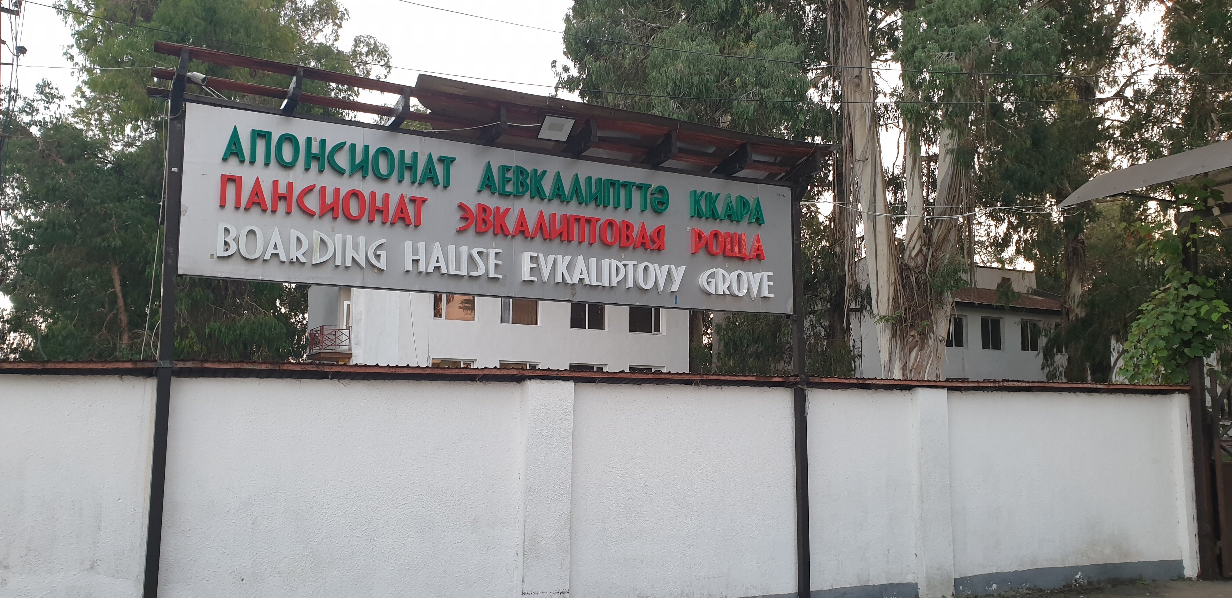 Фото Эвкалиптовая роща