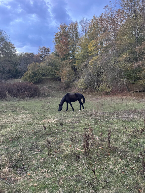 Фото Лесной