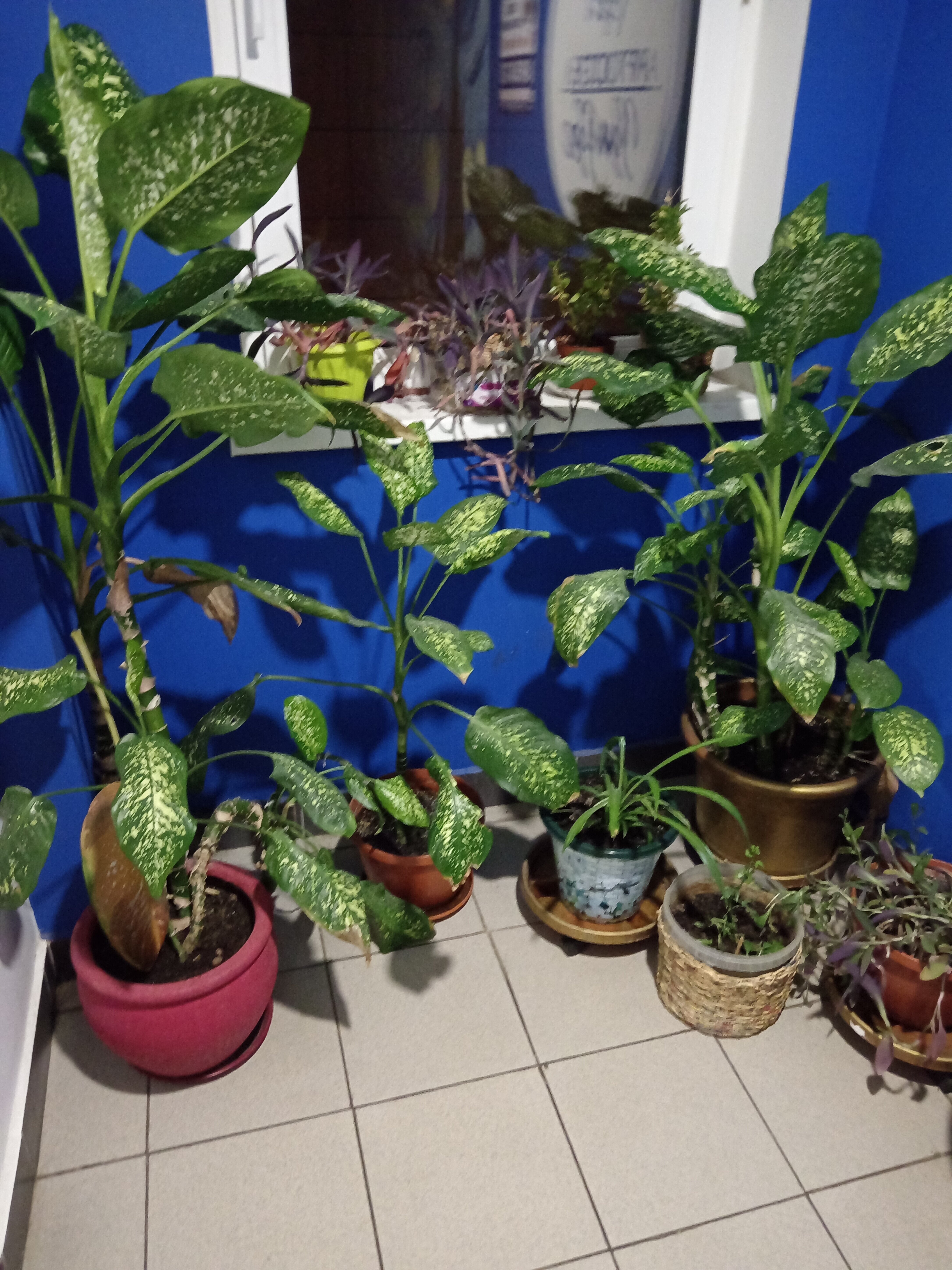 Фото Арт-хостел Ван Гог