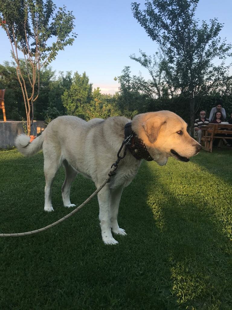 Cafe Sahin Mansion, Kandira, photo