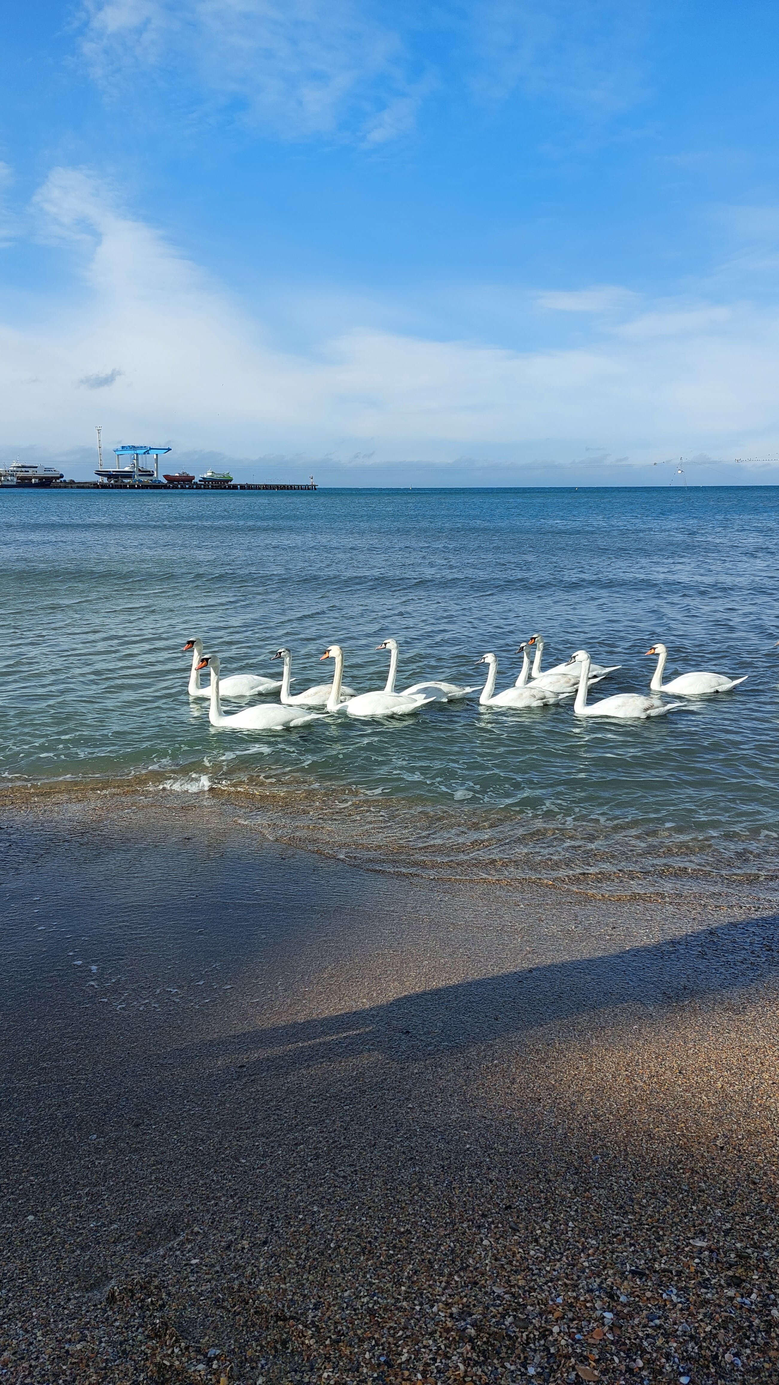 Фото Березка