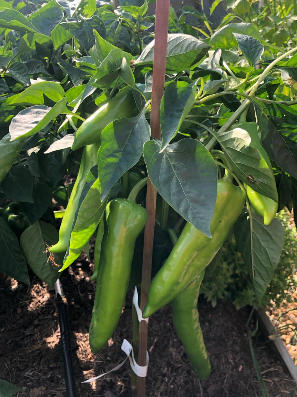 Фото Рузские Горки