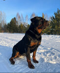 Kennel Rottweilers Shenk van Zarth (Mekhanicheskaya ulitsa, 4), animal nursery