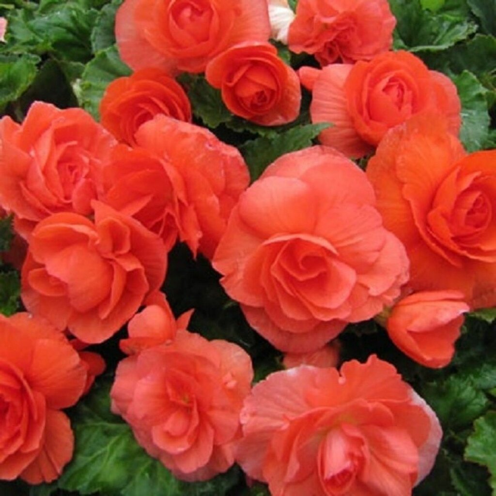 Nonstop ™ Mocca Scarlet - Tuberous Begonia - Begonia x tuberhybrida Rose like fl