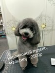 Zootsentr Santa-Barbossa (Svetlogorskaya Street, 27Д), salón de mascota, peluquería de animales