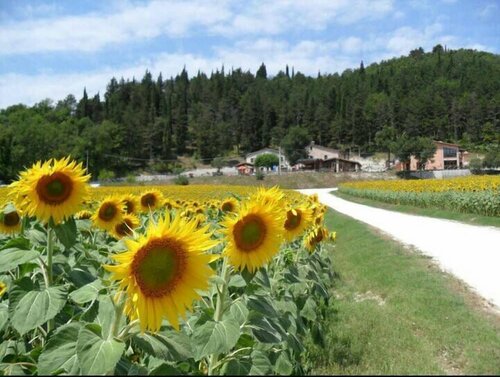 Гостиница Agriturismo Il Casale