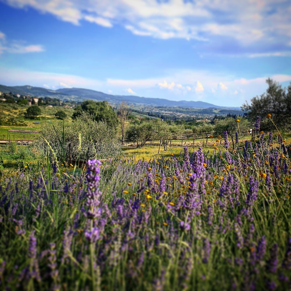 Фото Fattoria di Maiano