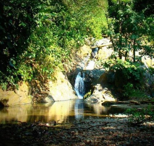 Гостиница La Gamba Rainforest Lodge