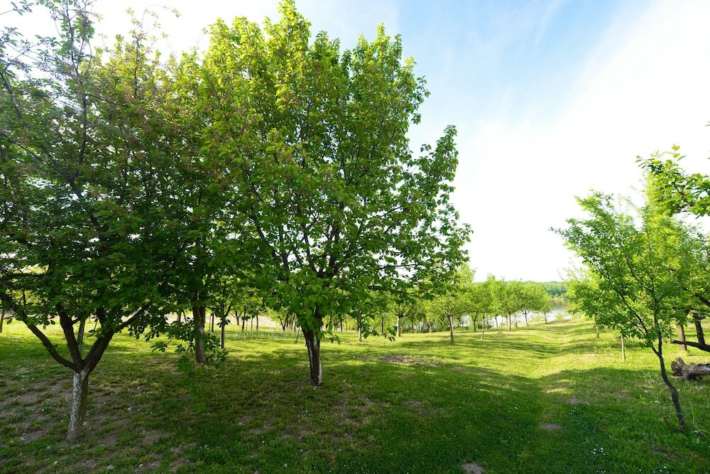 Фото Biser Dunava