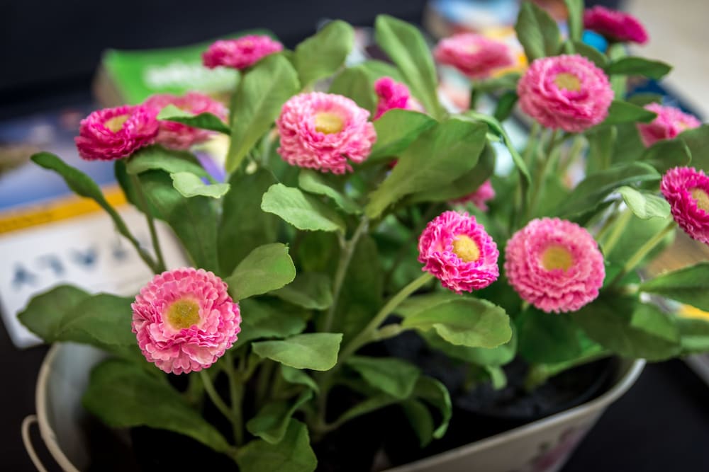 Фото B&b San Pietro's Home