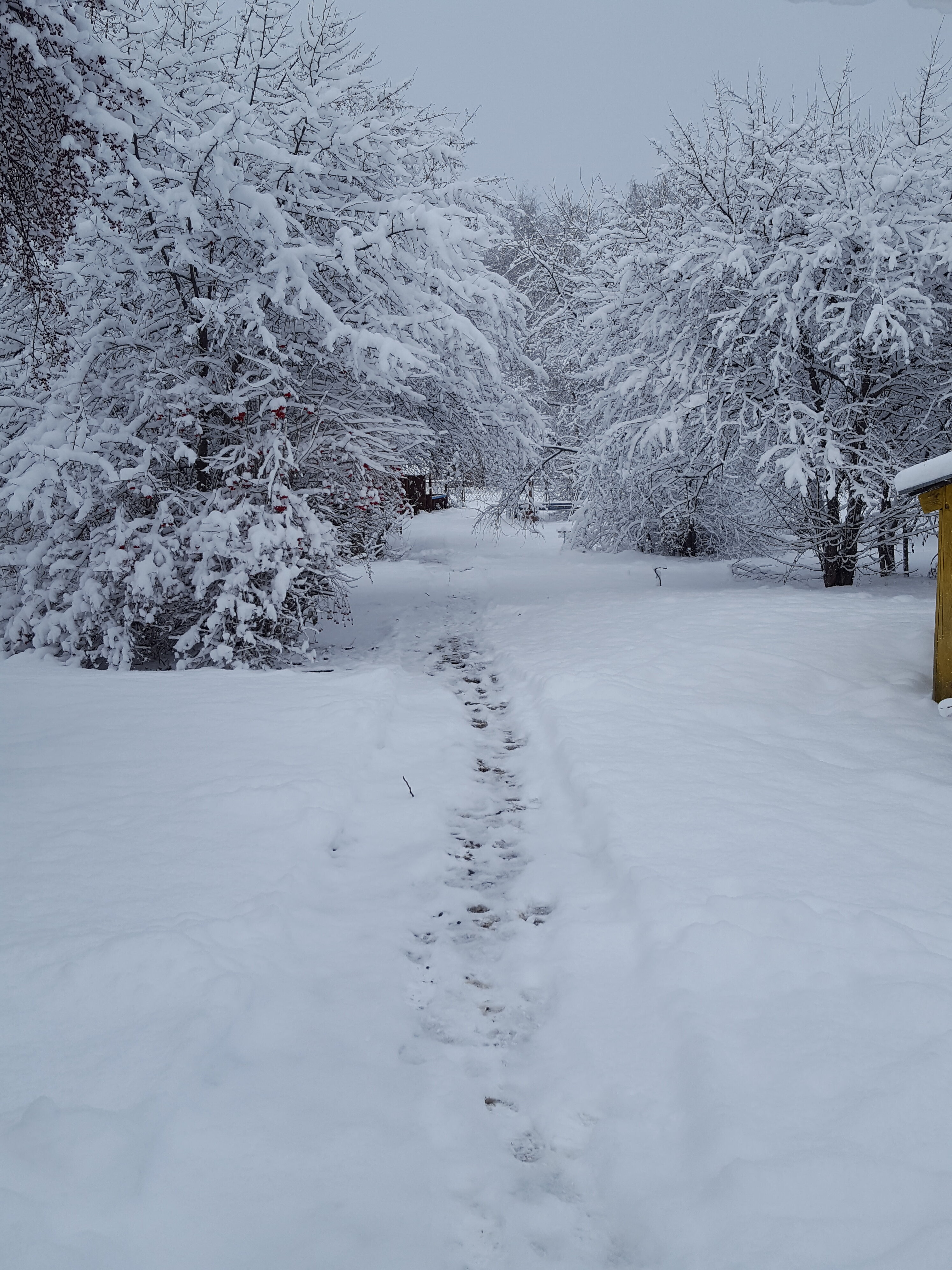 Фото Летний сад