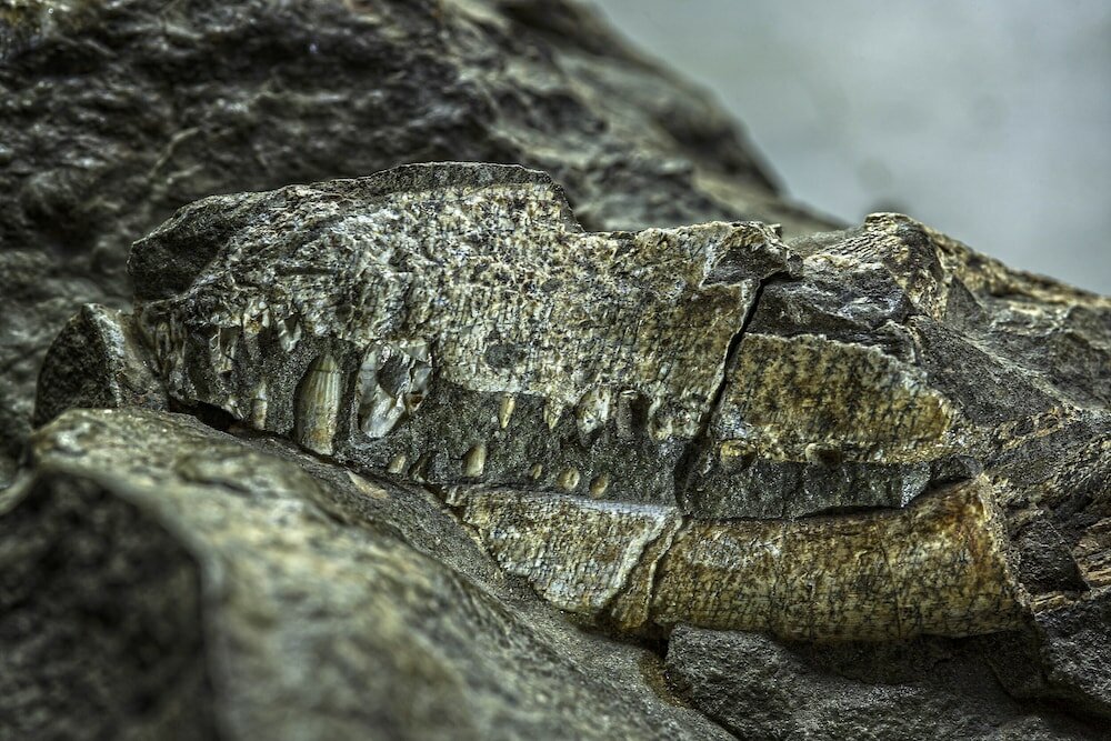 Фото Ganora Guestfarm & Excursions