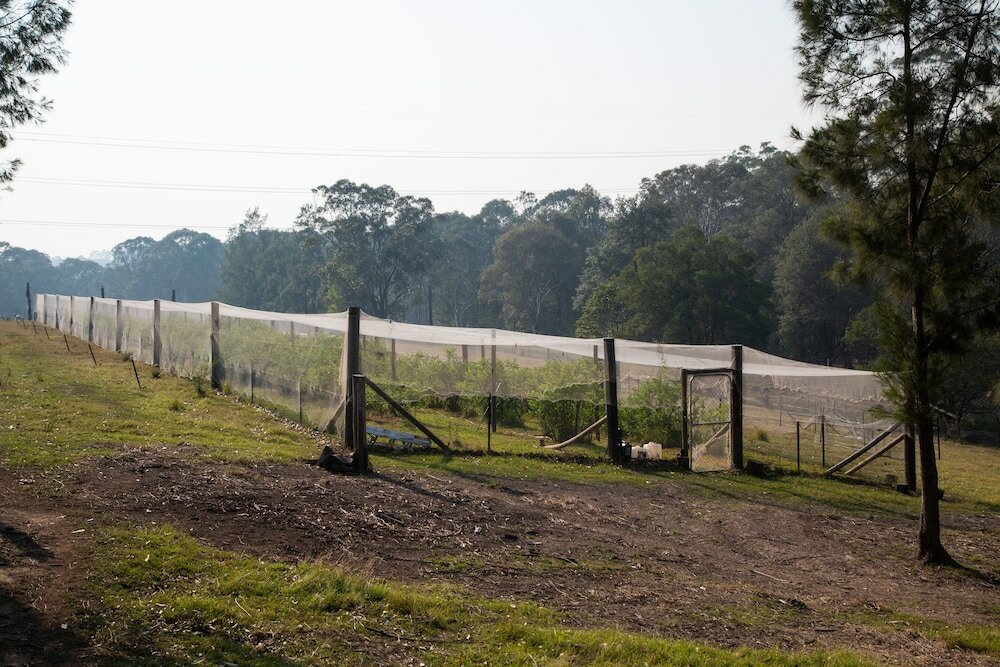 Фото Blueberry Hills On Comleroy