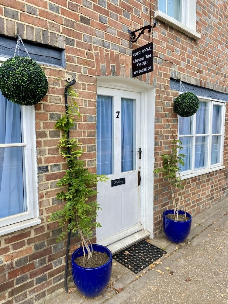 Фото Chestnut Tree