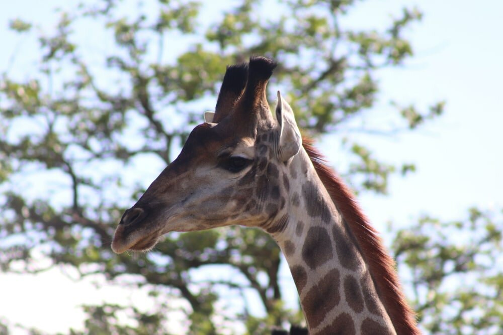 Фото African Rock Lodge