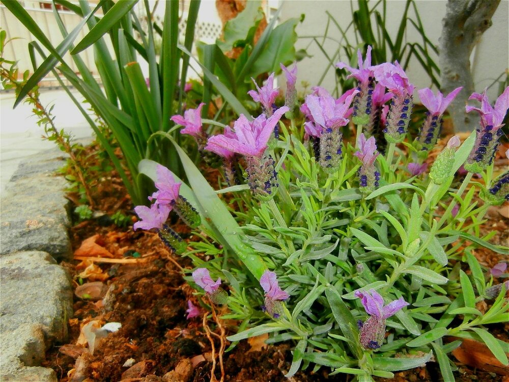 Фото Apartments Cordis