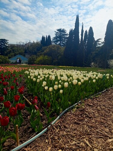 Парк культуры и отдыха Никитский ботанический сад, Республика Крым, фото