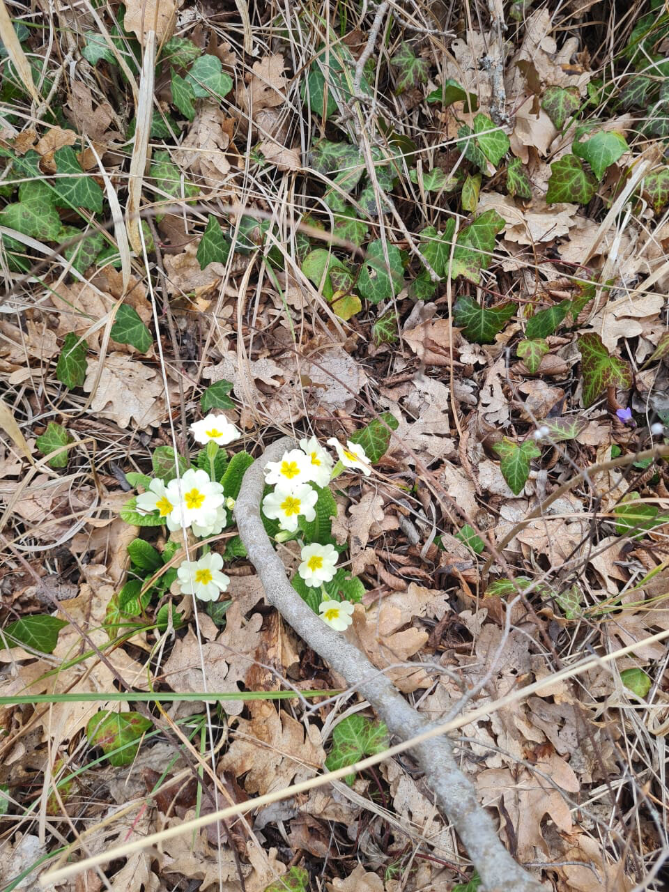 Фото Заповедный коттедж