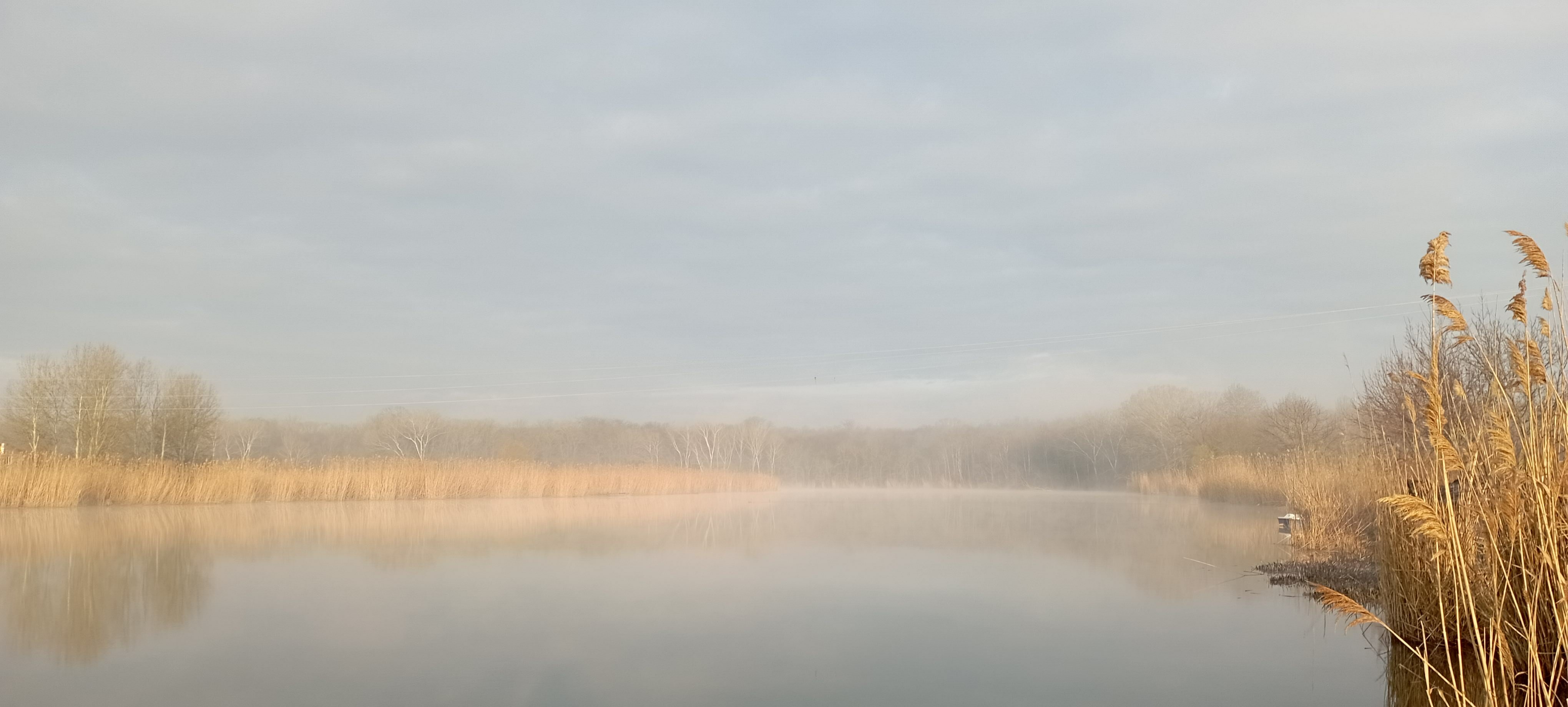 Фото Река лес