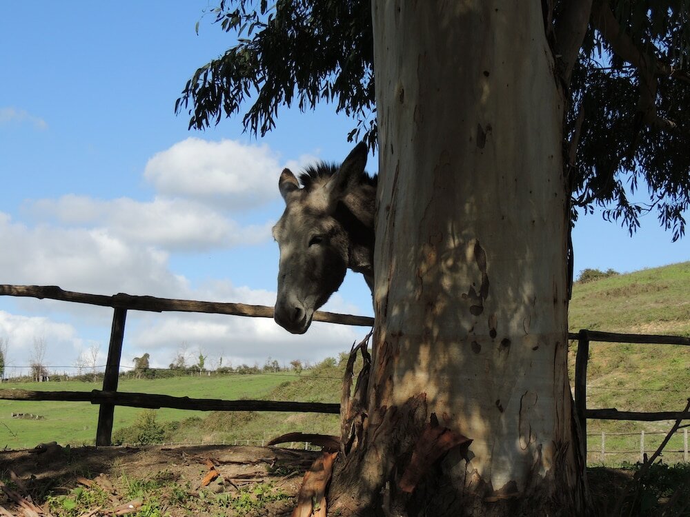 Фото Country Relais i Due Laghi