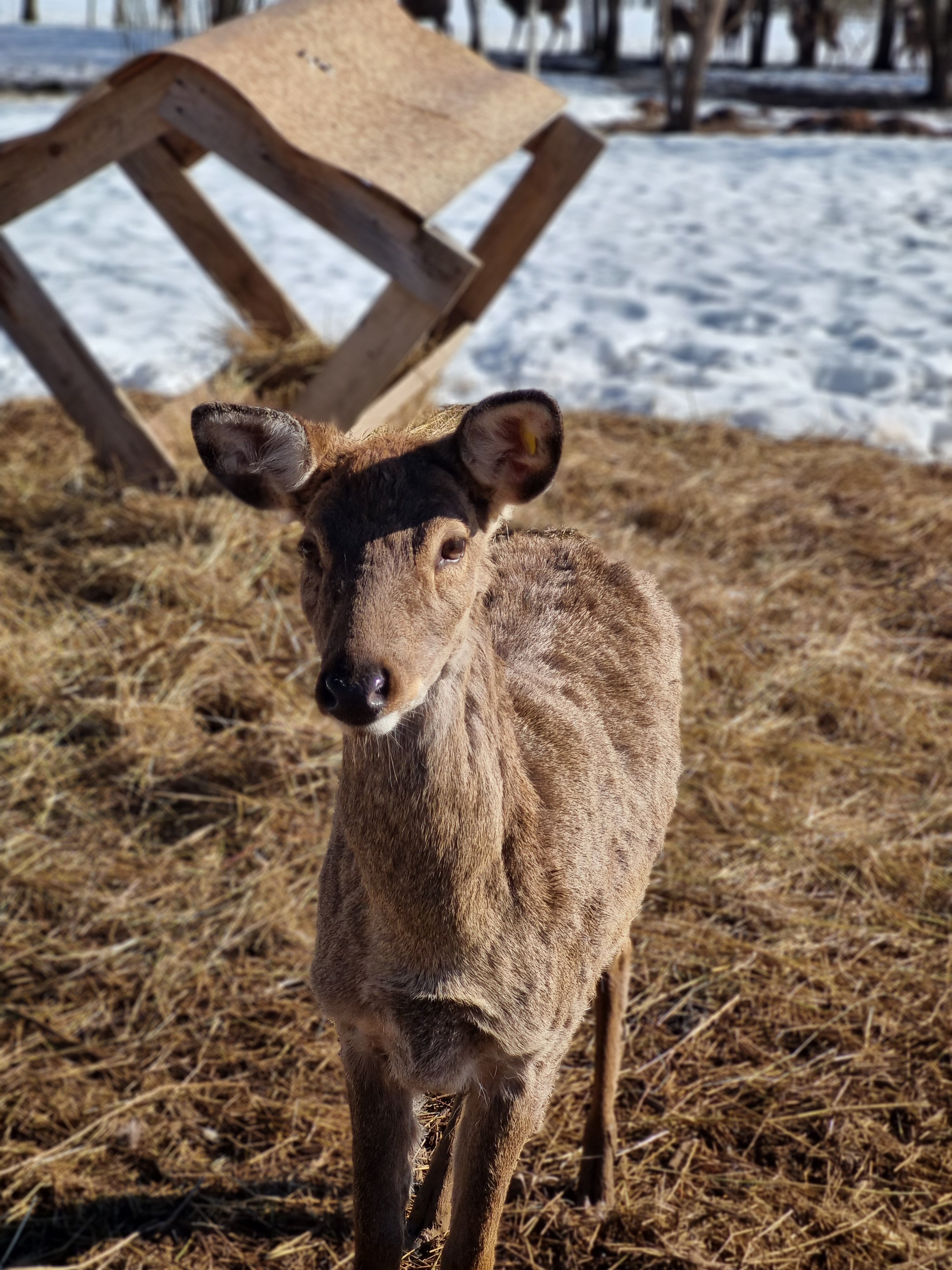 Фото Бэмби Лэнд