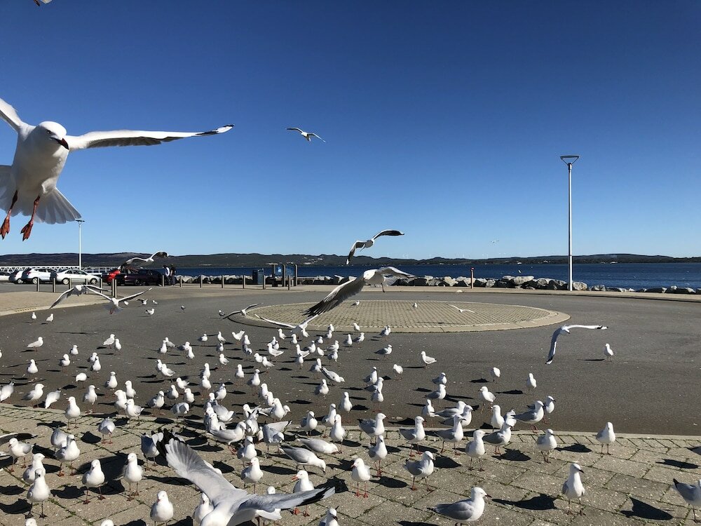 Фото Albany Foreshore Guest House