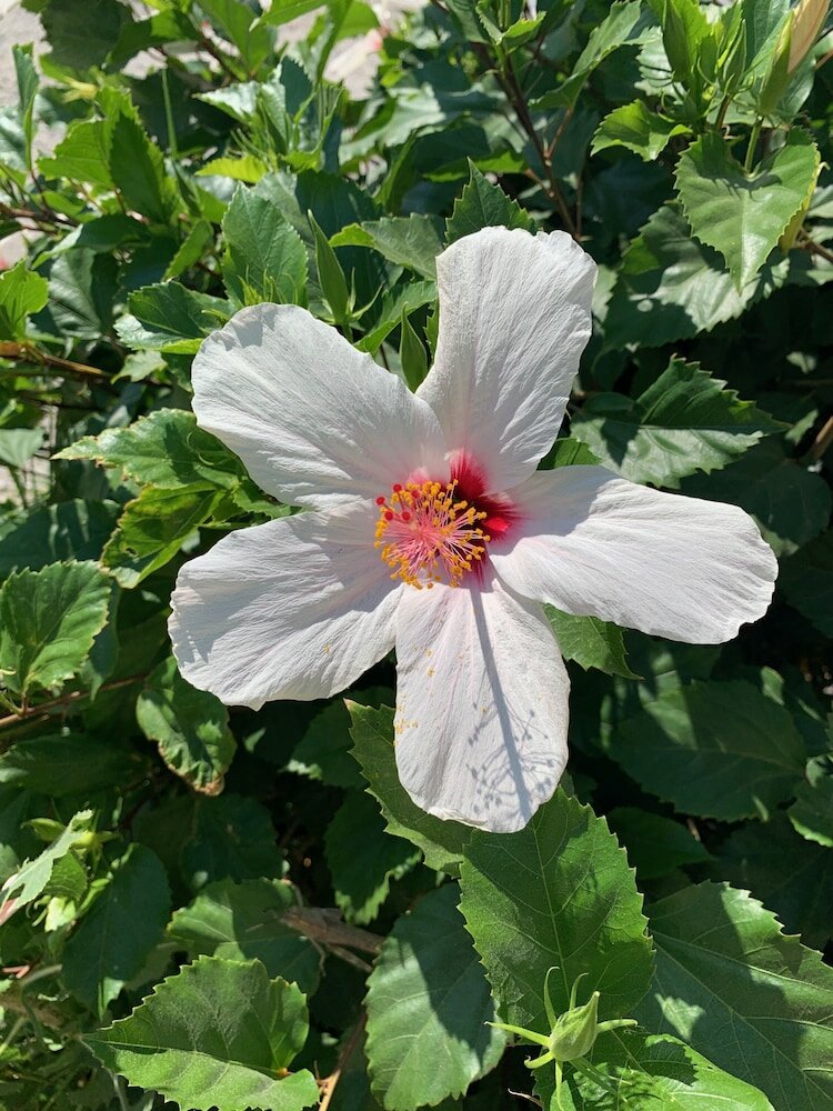 Фото Pals Studios Pefkos